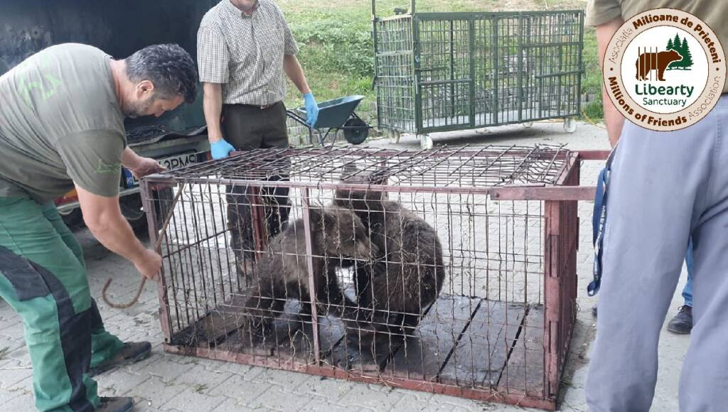 5 pui de urs, orfani, au ajuns la sanctuarul de urși de la Zărnești (FOTO)