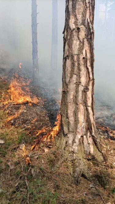 Incendiu de vegetație în Râșnov