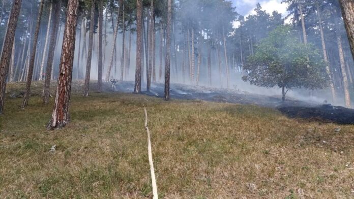 Incendiu de vegetație în Râșnov