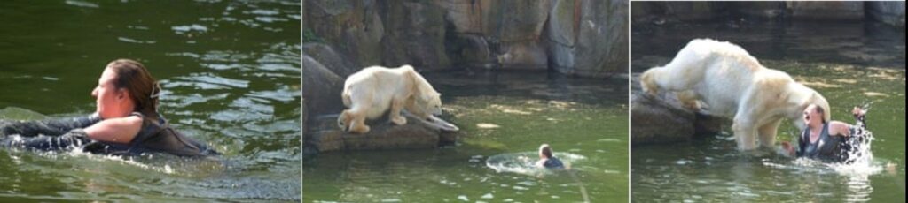 Incident grav la Grădina Zoologică din Berlin: Femeie atacată de un urs polar după ce a sărit în incinta urșilor