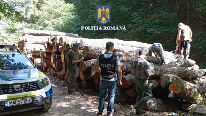 O societate comercială din Bran, care se ocupă cu lemne, amendată cu 30.000 de lei