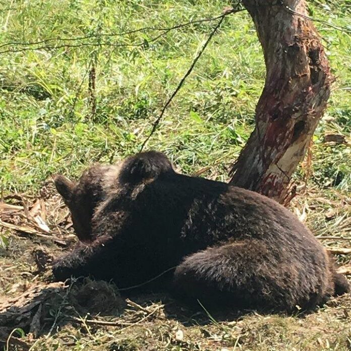 Dosar penal pentru braconaj după ce ursoaica relocată din cartierul Noua, Brașov, a fost găsită moartă