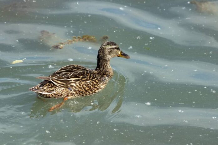 Rațe sălbatice găsite moarte pe lacul de la Voila, județul Brașov: cauza necunoscută