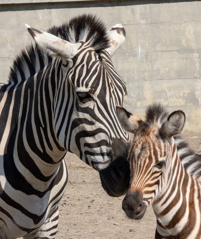 Pui de zebră, născut la Grădina Zoologică Brașov