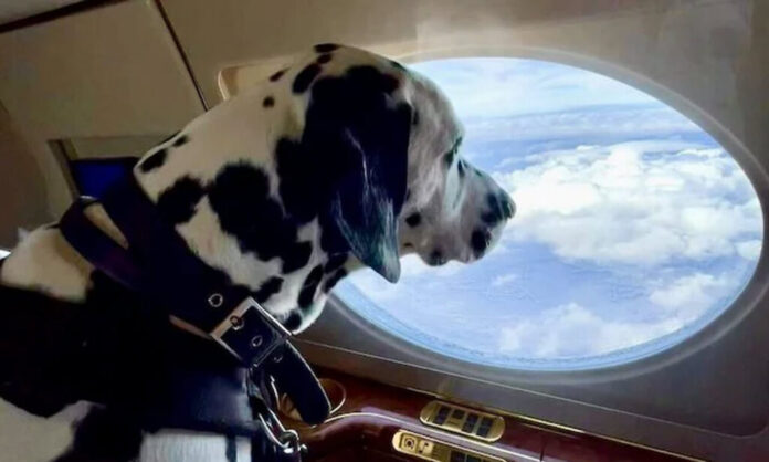 Virgin Airlines va permite călătoria animalelor de companie în cabină