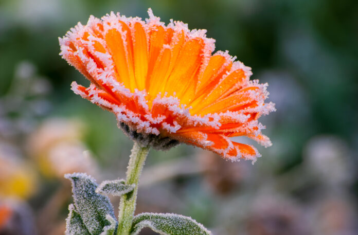 Temperaturi sub 0 grade la Miercurea Ciuc