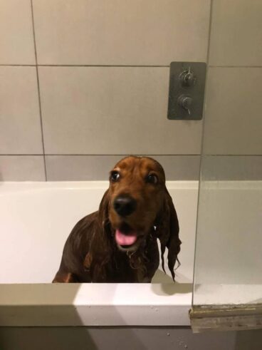 Șase semne ale unui câine fericit, conform veterinarilor