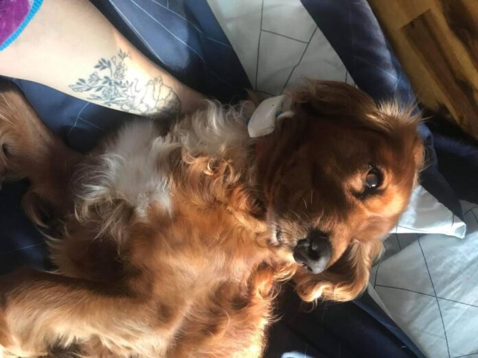 Șase semne ale unui câine fericit, conform veterinarilor