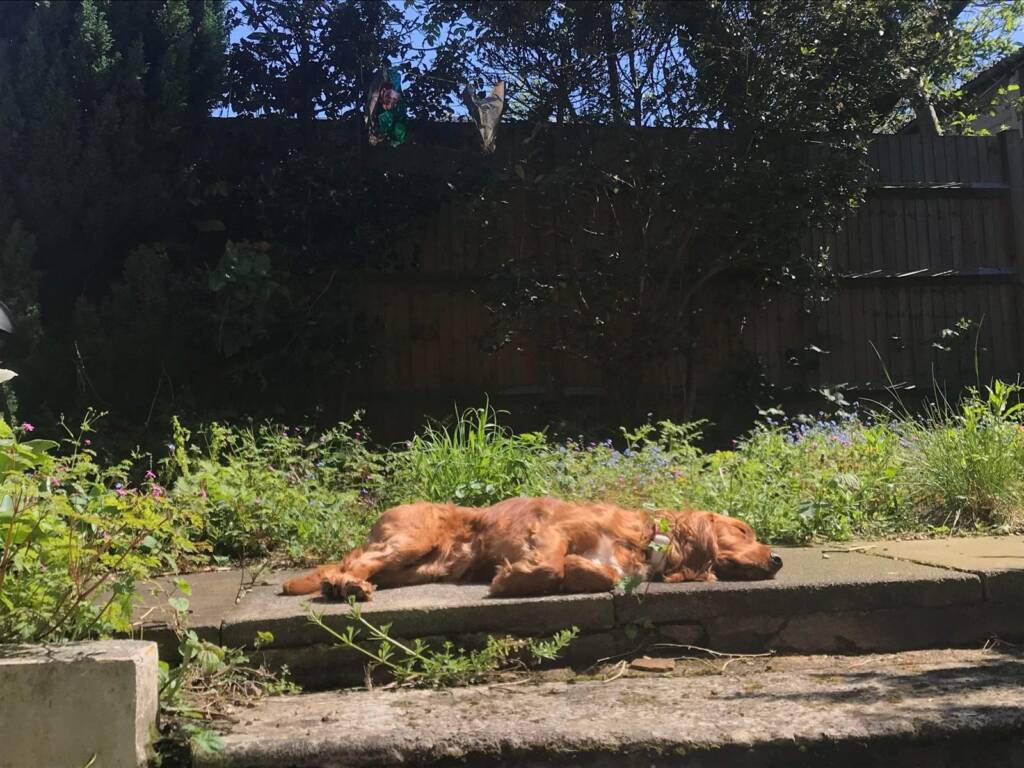 Șase semne ale unui câine fericit, conform veterinarilor