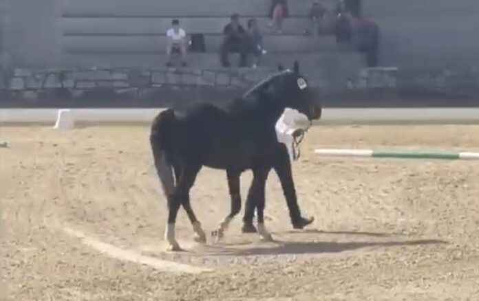 Un armăsar lipițan de la Herghelia Beclean din județul Brașov, campion în Slovenia, la Campionatul Internațional pentru rasa Lipițană (VIDEO)