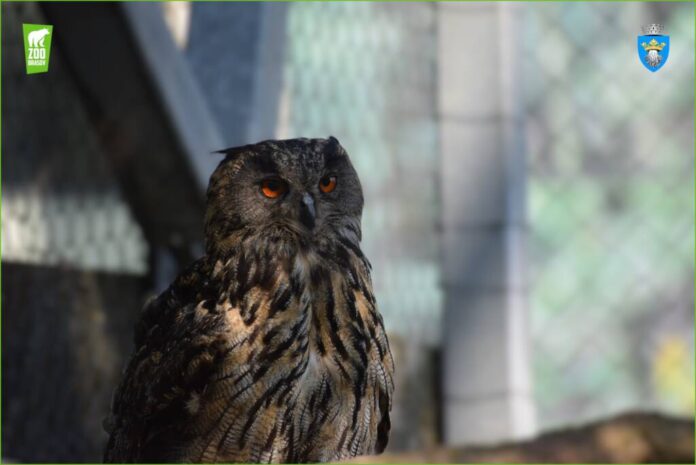 Ziua Mondială a Animalelor și Ziua Internațională a Îngrijitorilor de Animale Sălbatice, sărbătorite la Zoo Brașov