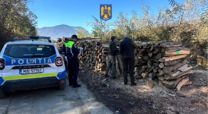 Polițiștii au confiscat 4.474 metri cubi de material lemnos, în urma unor controale în Râșnov și Zărnești (VIDEO)
