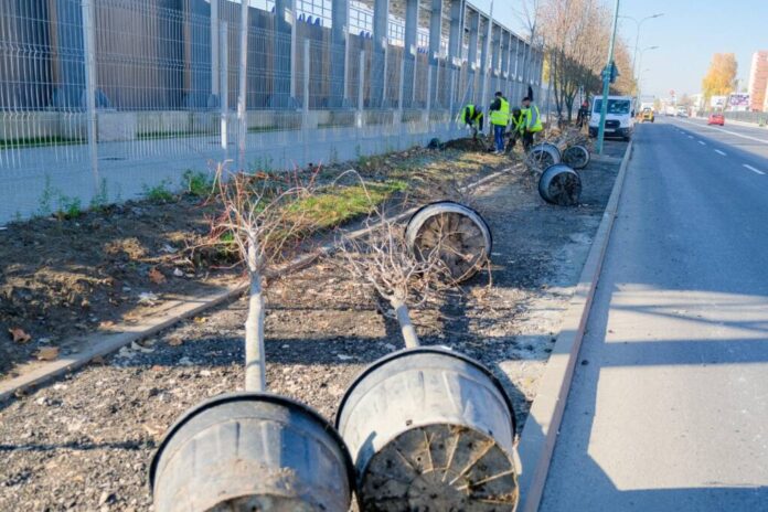 La Brașov, plantări de toamnă și toaletarea arborilor