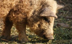 Pomana porcului, de la tradiție la nutriție