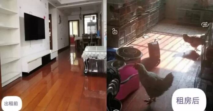 Proprietar șocat să descopere că apartamentul închiriat a fost transformat în coteț de găini