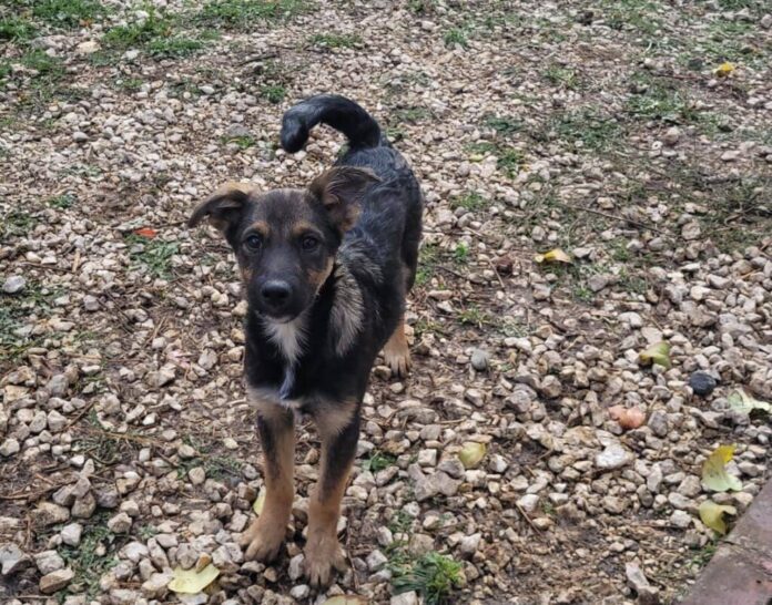 Cățelușă pierdută în Brașov. Răspunde la numele Lucy
