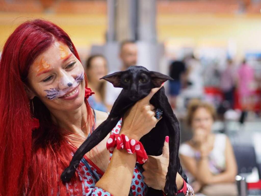 FOTO: Pisici din România, care au câștigat premii internaționale, vin la Brașov