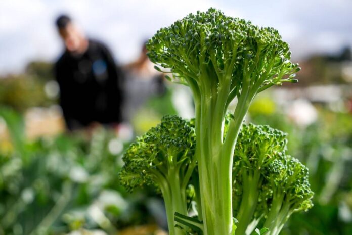 Broccoli - superalimentul care ajută la pierderea în greutate