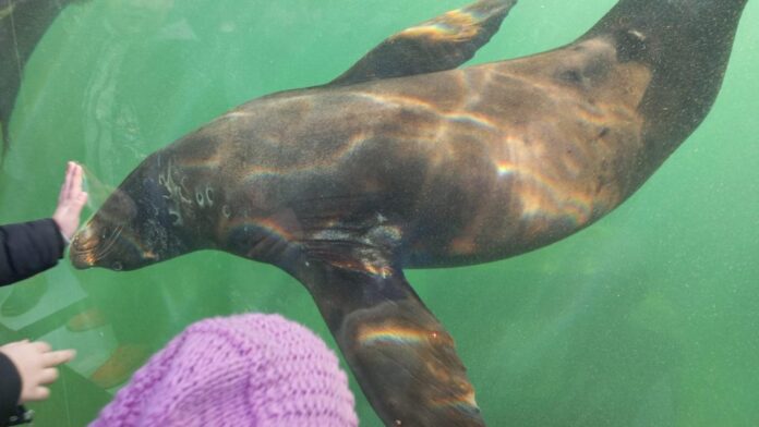 Premieră pentru România: Pinguini, lei de mare și foci, la Grădina Zoologică Brașov
