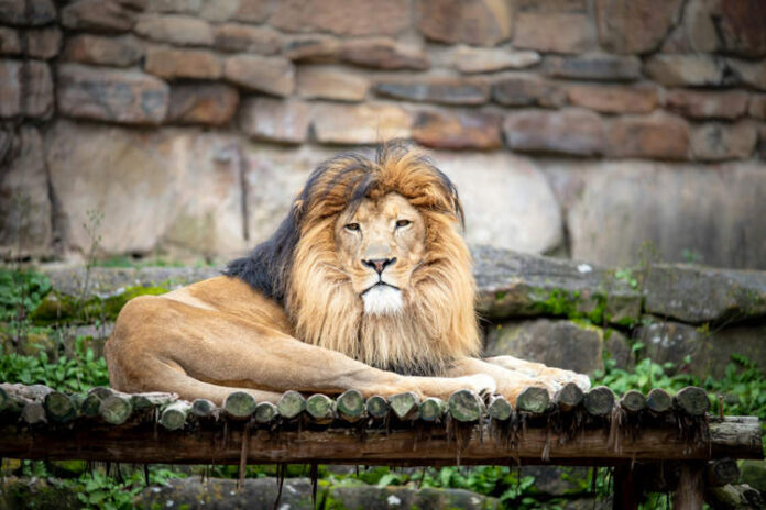 Un îngrijitor de zoo intră în cușca leilor pentru a-și impresiona logodnica și este atacat mortal