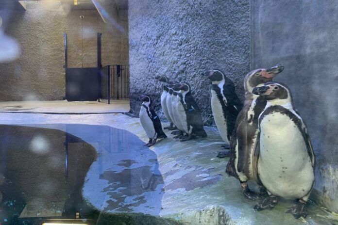 Pinguinii, leii de mare şi focile au provocat un record de vizitatori la Grădina Zoologică Brașov