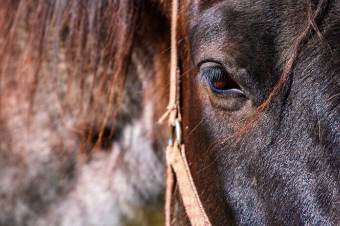 Dosar penal pentru un individ din Zărnești care deține un cal, deși în evidențele oficiale animalul figura ca fiind decedat și abatorizat