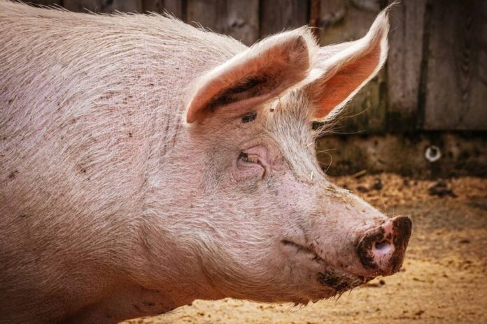 Un individ a ajuns la închisoare după ce a sacrificat și a furat un porc