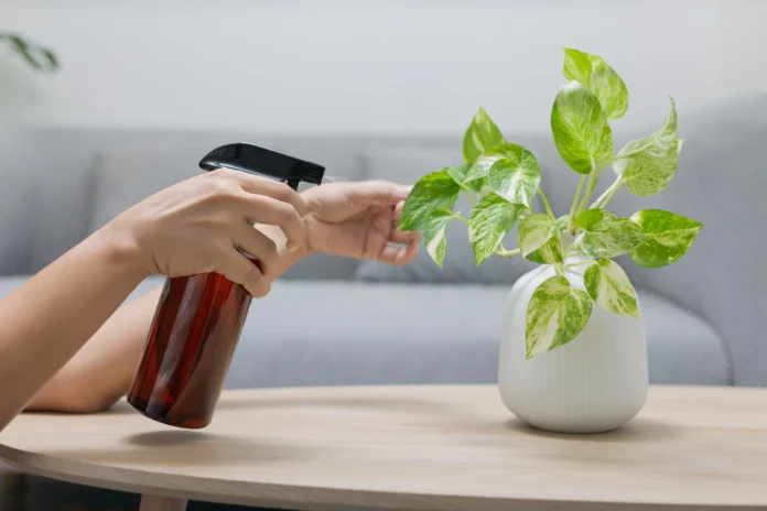 E bine de știut: 3 semne care arată că plantele tale nu se simt bine