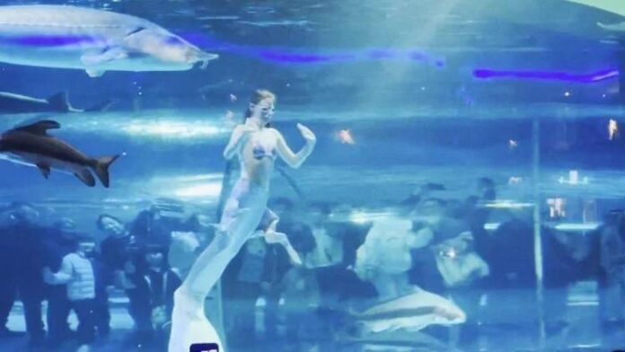 O tânără interpretă a unei sirene a fost atacată de un pește gigantic în acvariu în timpul unui spectacol