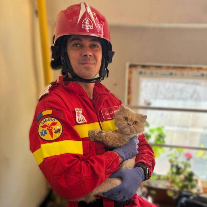 Pompierii brașoveni au salvat o pisică dintr-un incendiu izbucnit într-un apartament: 