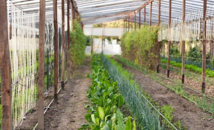 (P) Ghid pentru alegerea unei freze de pământ pentru grădina ta