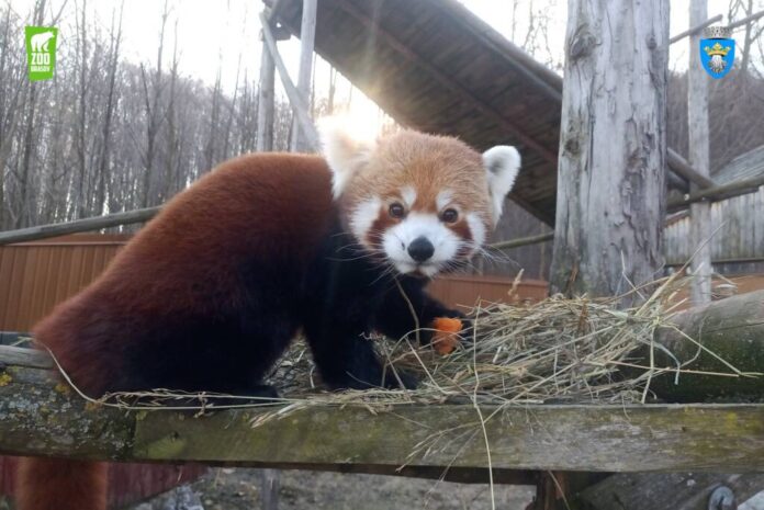 De Paște, Grădina Zoologică Brașov este deschisă
