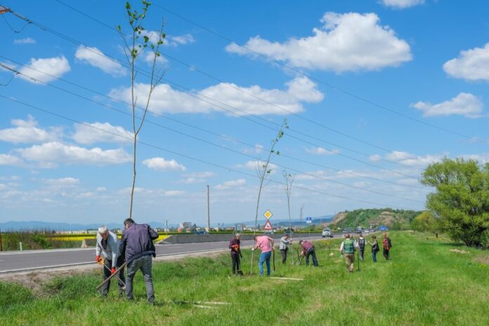 „România Plantează pentru Mâine”: Arbori și arbuști, plantați în zona centurii ocolitoare a Brașovului, intrarea dinspre București
