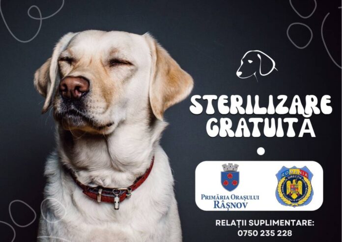 Sterilizare gratuită pentru câinii cu stăpân din Râșnov