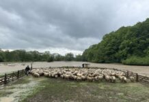 Peste 500 de oi, aflate în pericol, la Râșnov, au fost salvate