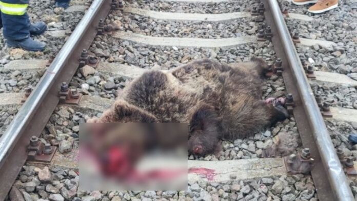 Pui de urs ucis de tren între Hărman și Budila