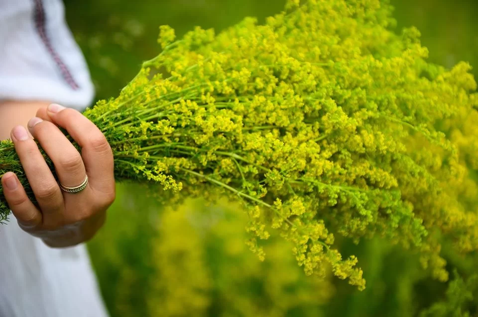 Obiceiuri: Noaptea magică a Sânzienelor