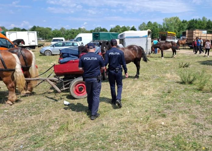 Zeci de sancțiuni și un dosar penal pentru nereguli găsite la un târg de animale din Șinca Veche