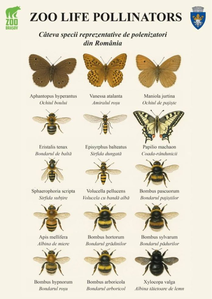 Zoo Brașov, partener în proiectul european Zoo Life Pollinators, pentru conservarea polenizatorilor