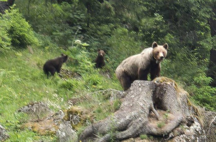 Atenție! În zona traseului marcat cu bandă galbenă, care urcă de la Cabana Mălăiești spre Padina Crucii, a fost semnalată prezența unei ursoaice cu doi pui
