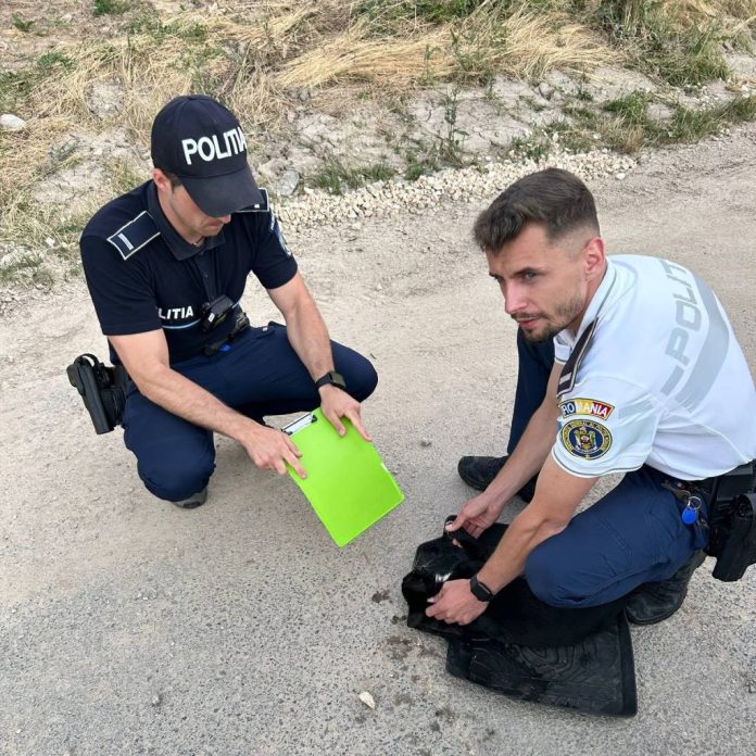 O pisică rănită, care era pe marginea unui drum din Predeal, a fost salvată de polițiști