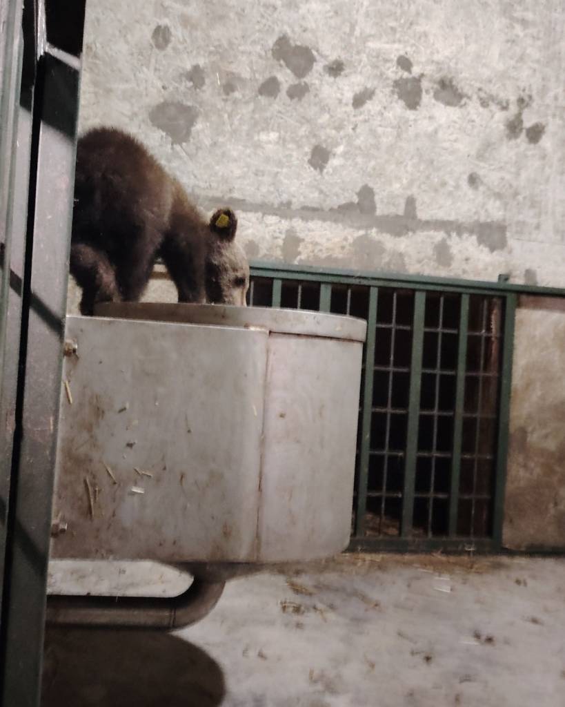 Unul din puii ursoaicei împușcate pe Transfăgărășan a fost găsit