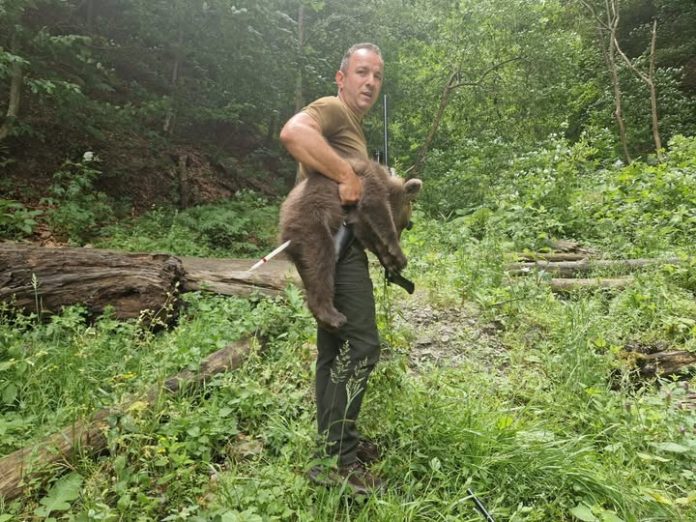 Unul din puii ursoaicei împușcate pe Transfăgărășan a fost găsit