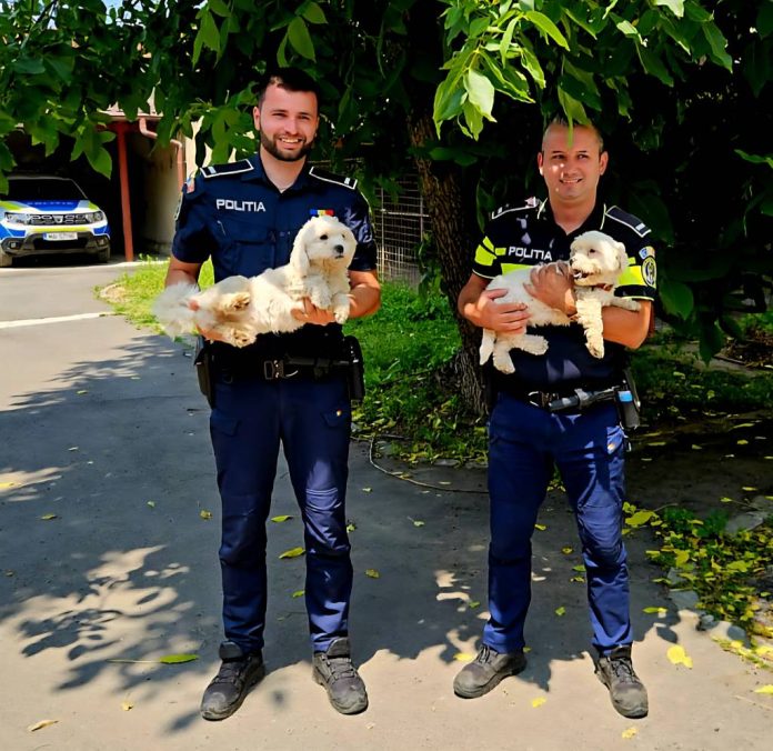Cățeluși abandonați, în Voila, adoptați de unul dintre polițiștii care i-a salvat