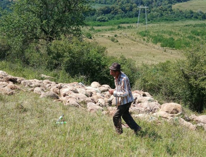 100 de oi moarte, după ce mai mulți lupi au atacat o turmă, la Grid