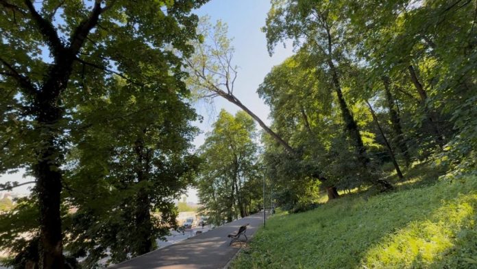 251 de arbori periculoși pentru cetățeni, în parcul și aleile de sub Tâmpa