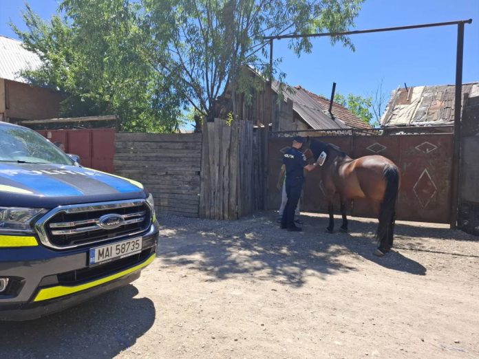 Cercetări în cadrul unui dosar penal după ce, în Râșnov, un bărbat a declarat că are un cal decedat, animalul fiind viu