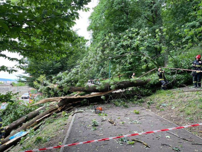 Tragedie pe Aleea de sub Tâmpa: Tânăr de 27 de ani, strivit de un copac. Cine este de vină? Se putea evita?