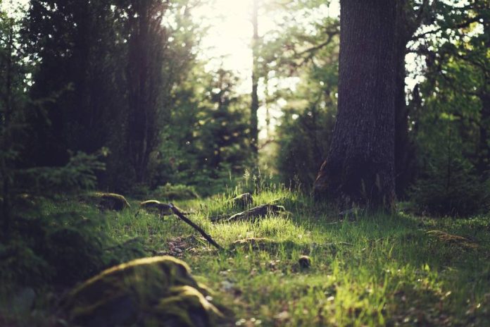 Excursii tematice, sport și jocuri recreative în natură, pentru tineri aflați în situații de risc sau care provin din centre de asistență socială și de protecție a copilului din județul Brașov