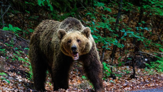 Un tânăr plecat în drumeţie către Vârful Postăvaru a fost alergat de urs
